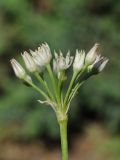 Allium lacunosum var. davisiae