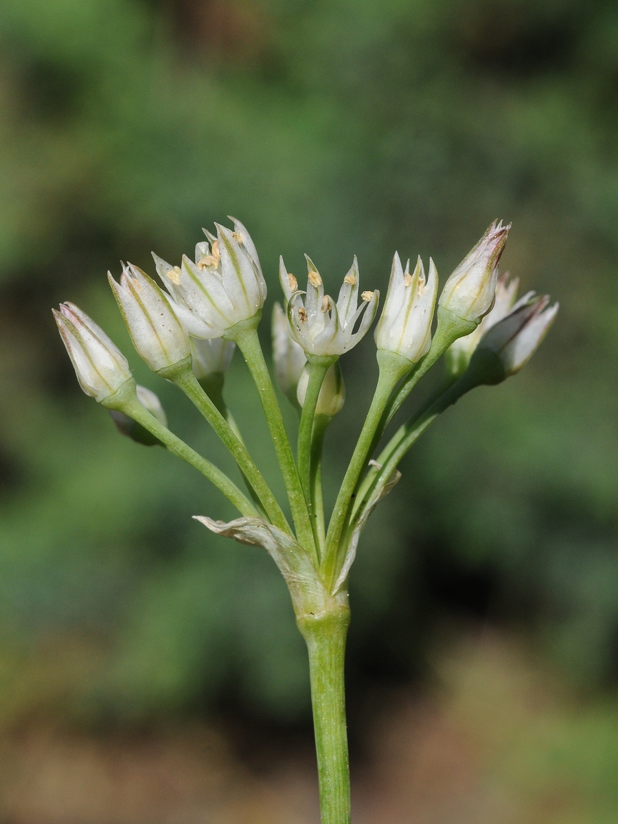 Image of Allium lacunosum var. davisiae specimen.