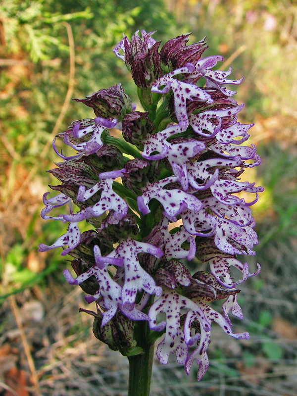 Image of Orchis &times; angusticruris specimen.