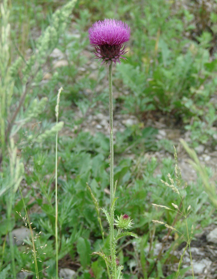 Image of Carduus thoermeri specimen.