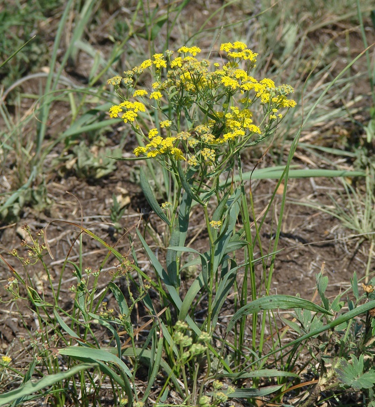 Изображение особи Bupleurum scorzonerifolium.