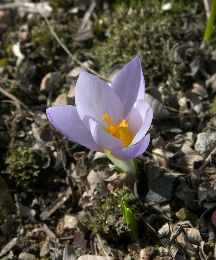 Изображение особи Crocus sieberi ssp. atticus.