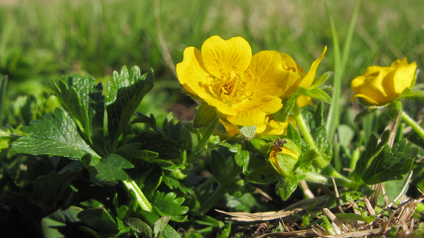 Image of Potentilla ruprechtii specimen.