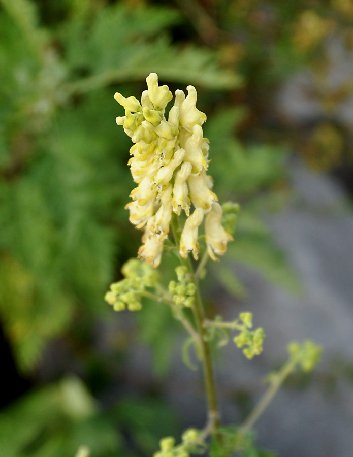 Image of Aconitum crassifolium specimen.