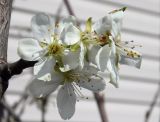 Prunus domestica. Цветки. Республика Адыгея, г. Майкоп, в культуре. 01.04.2016.