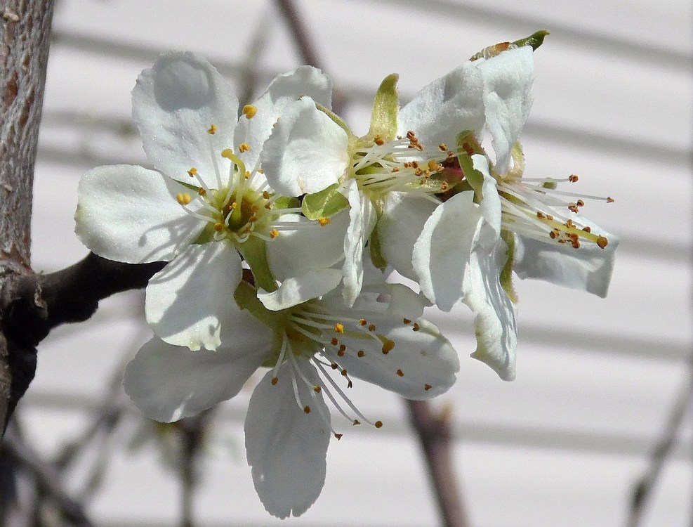 Image of Prunus domestica specimen.