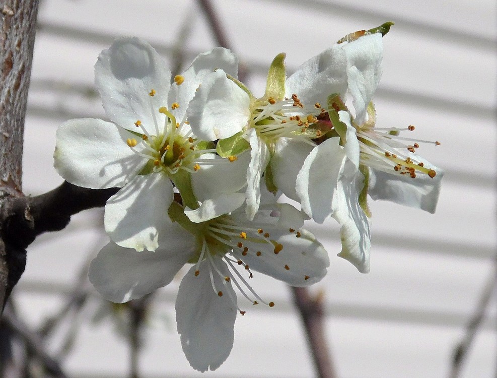 Изображение особи Prunus domestica.