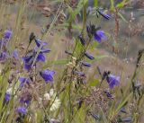 Campanula rotundifolia