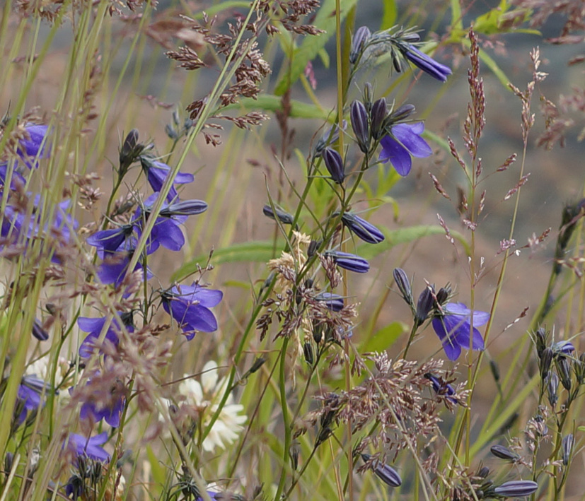 Image of Campanula rotundifolia specimen.