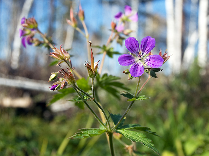 Изображение особи Geranium sylvaticum.