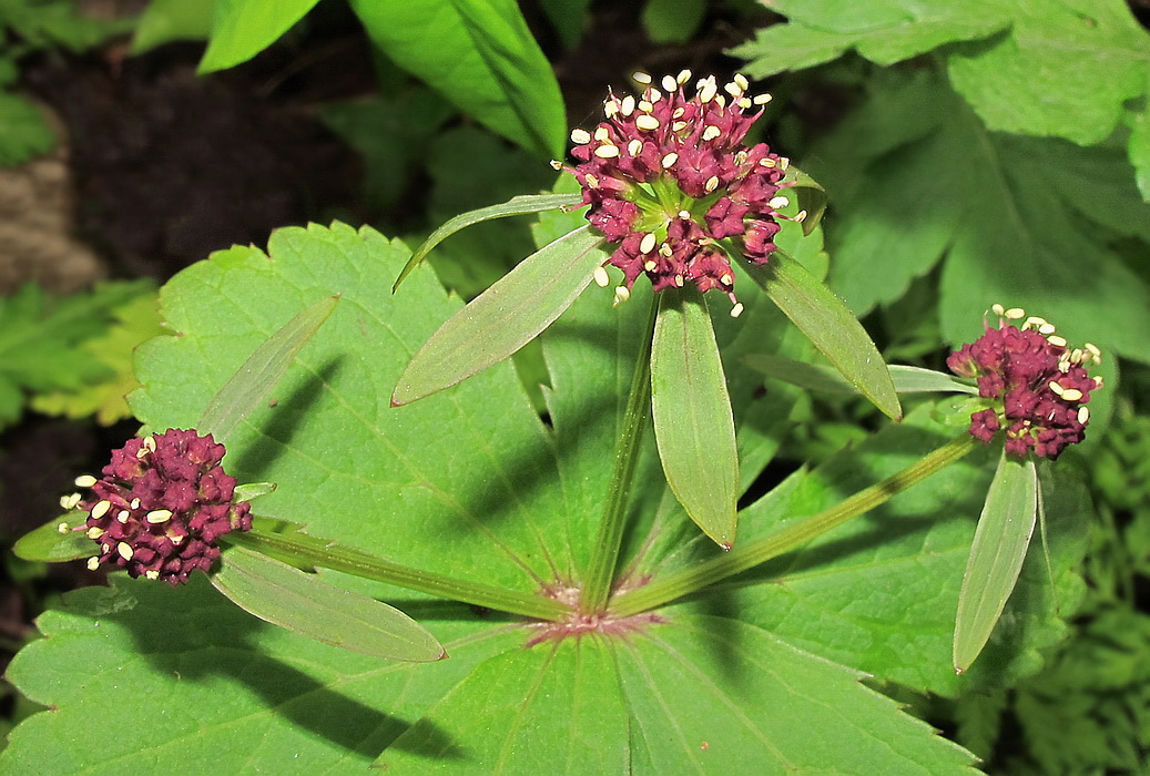 Изображение особи Sanicula rubriflora.