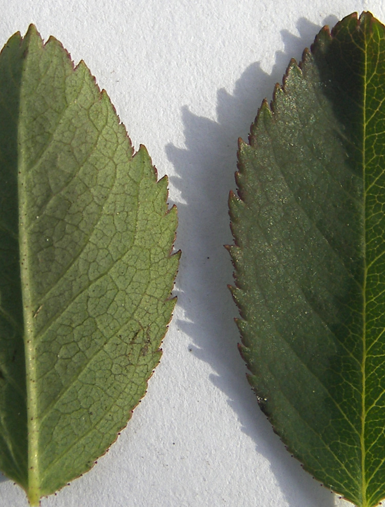 Image of Rosa marginata specimen.