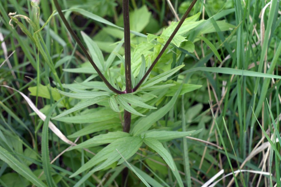 Изображение особи Valeriana rossica.