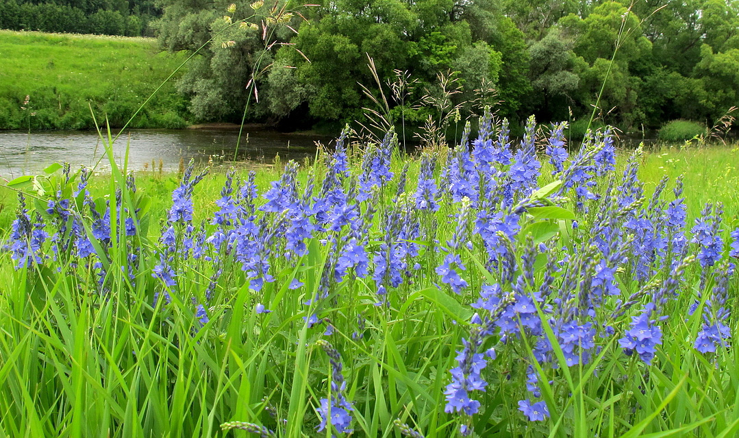 Image of Veronica teucrium specimen.