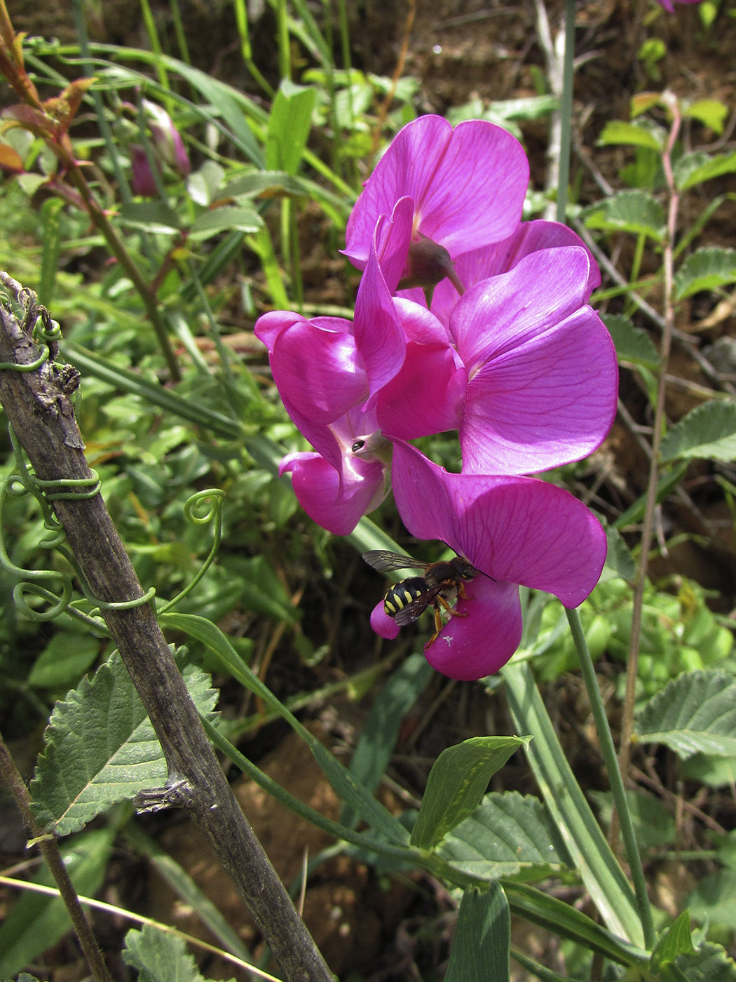 Image of Lathyrus latifolius specimen.