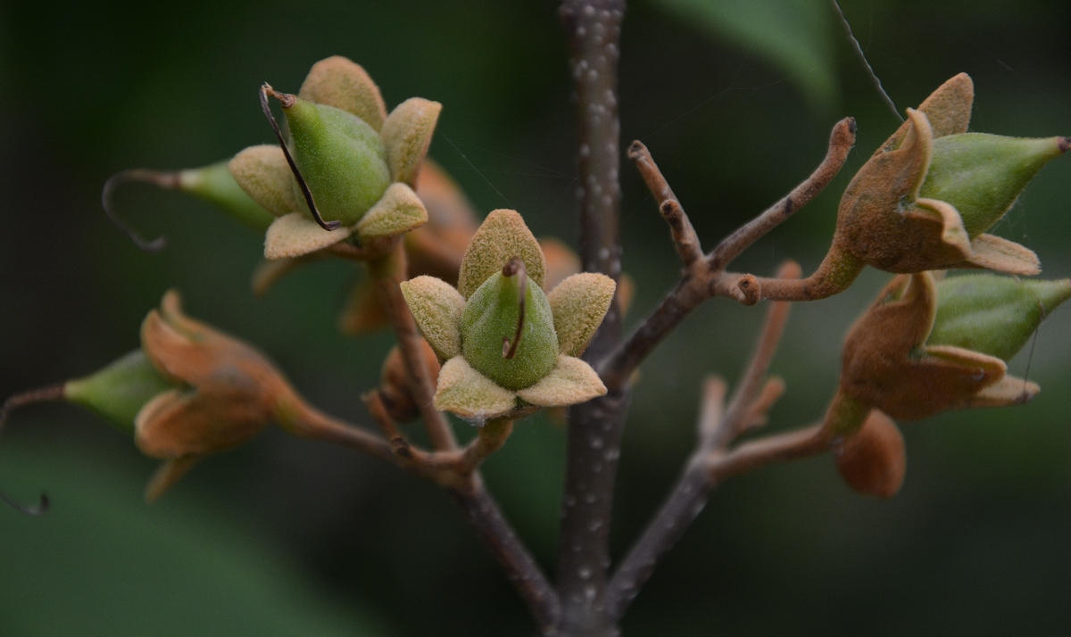 Изображение особи Paulownia tomentosa.