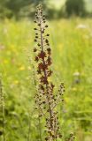 Veratrum nigrum