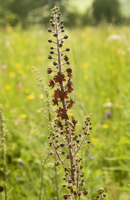 Изображение особи Veratrum nigrum.