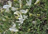 Onobrychis cornuta