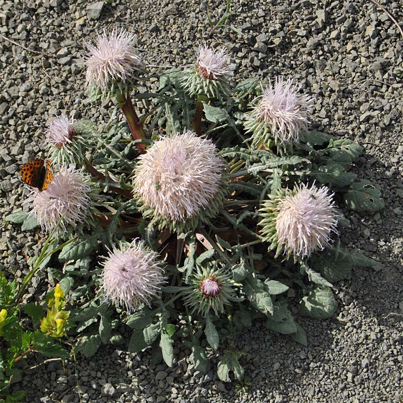 Image of Jurinella moschus specimen.