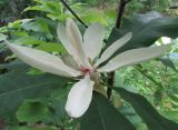 Magnolia tripetala. Цветок. Московская обл., в культуре. 16.06.2016.