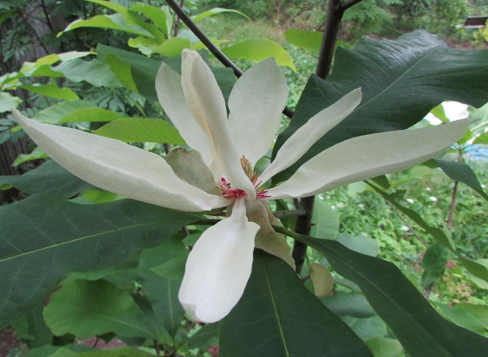 Image of Magnolia tripetala specimen.