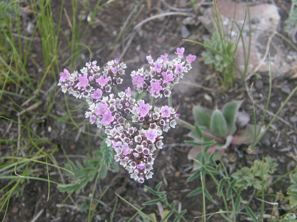 Image of Goniolimon speciosum specimen.