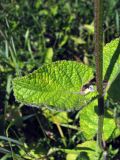 Salvia verticillata