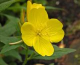 Oenothera pilosella. Цветок. Г. Пермь, м/р Закамск, садовый участок, в культуре. 16 июля 2016 г.