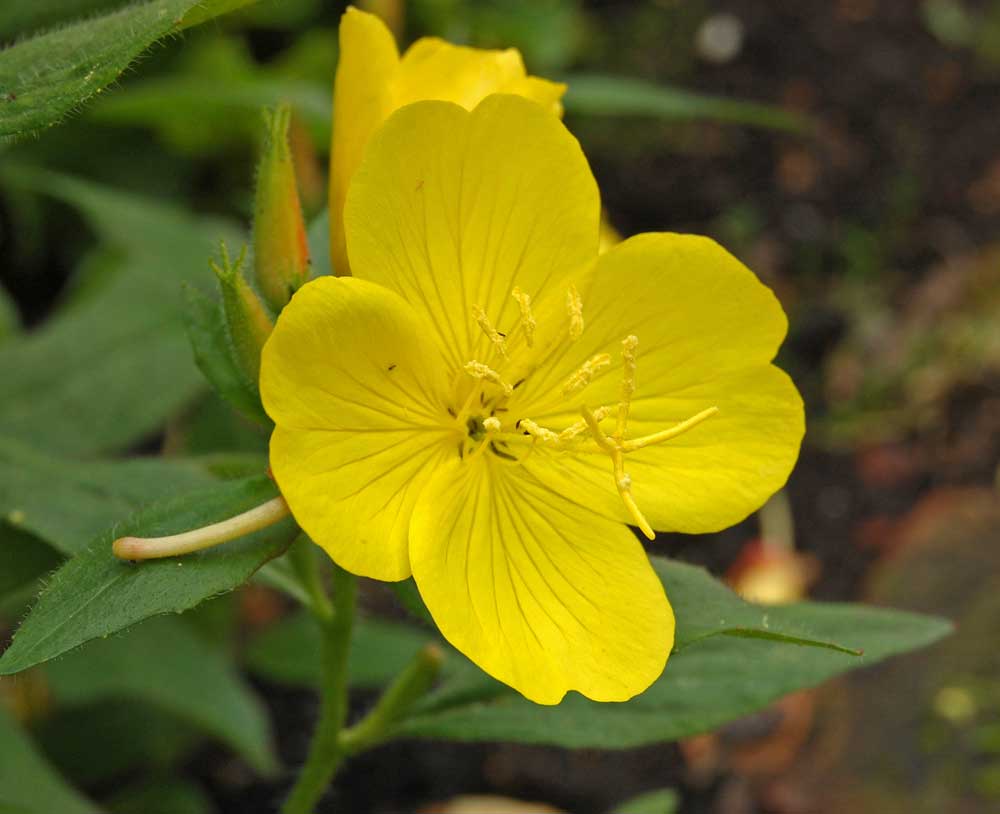 Image of Oenothera pilosella specimen.