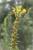 Oenothera rubricaulis. Верхушка отцветающего растения. Ленинградская обл., Ломоносовский р-н, окр. дер. Низино, обочина грунтовой дороги. 17.07.2016.