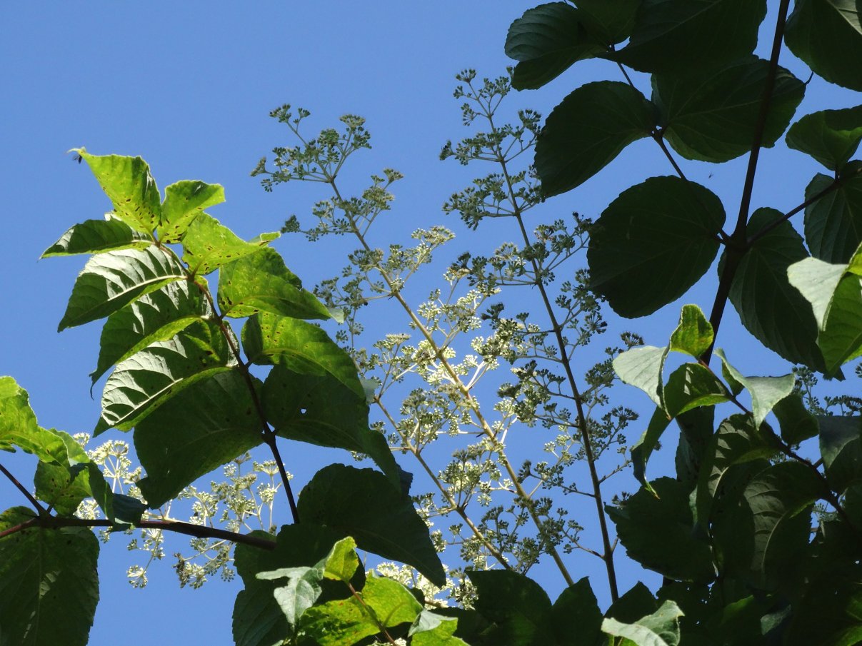 Изображение особи Aralia elata.