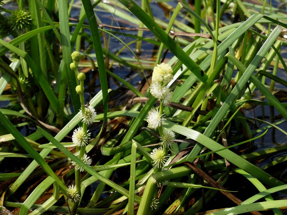 Изображение особи Sparganium emersum.