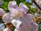 Paulownia tomentosa