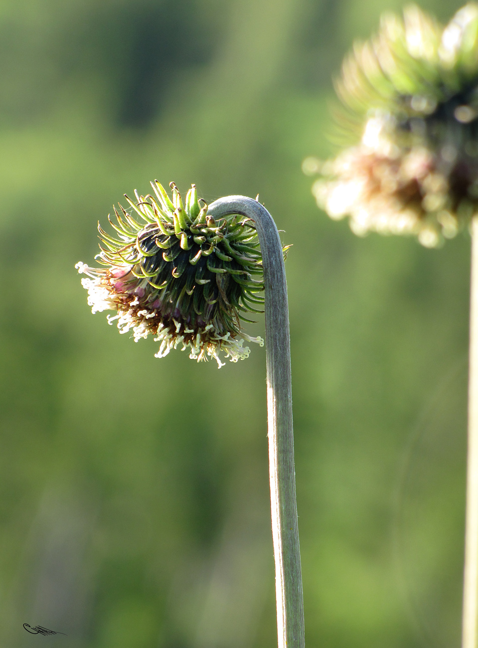 Изображение особи Saussurea frolowii.