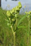 Potentilla longifolia. Верхушка отцветшего растения. Окр. Томска, остепнённый луг. 26.07.2009.