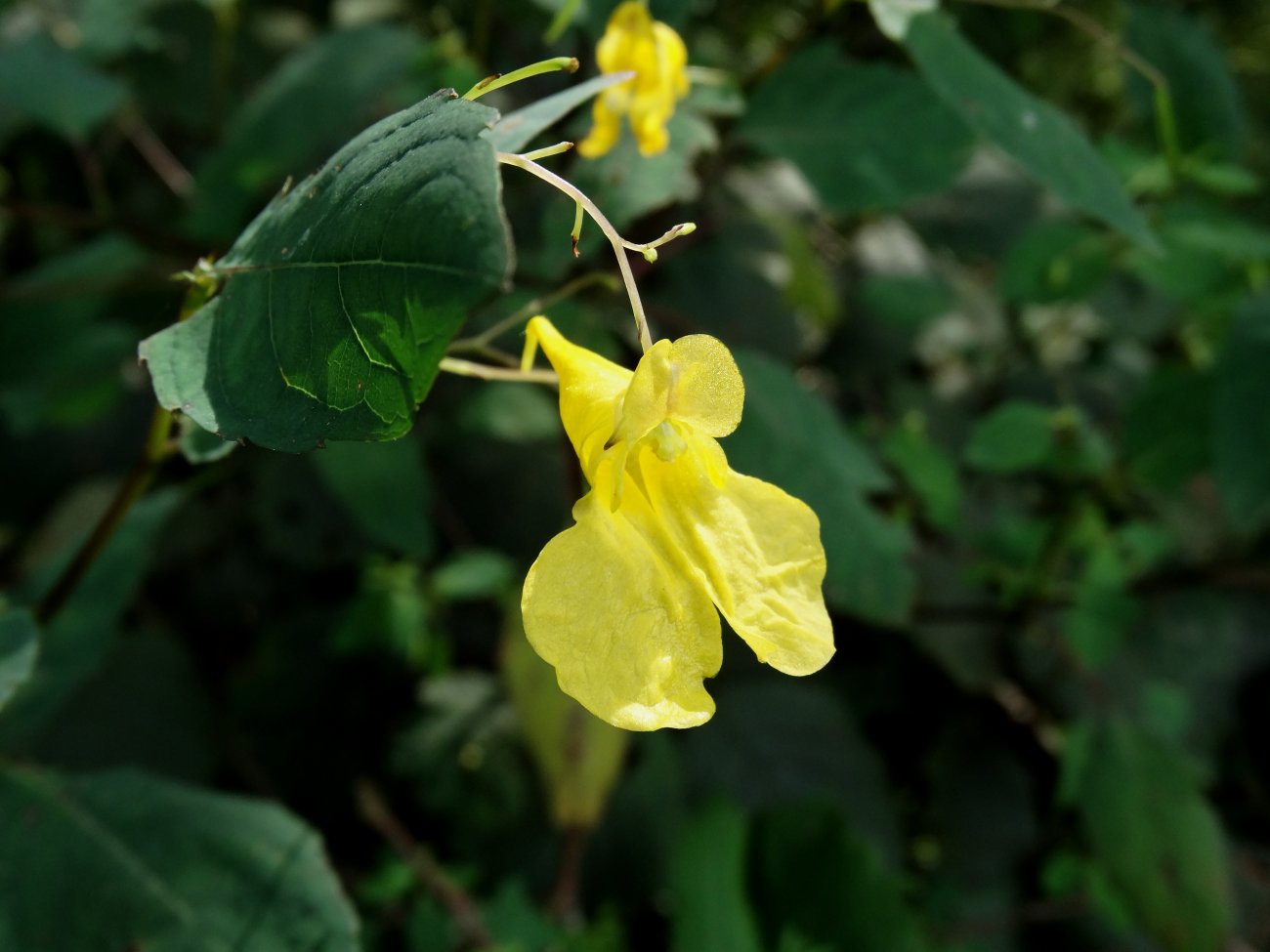 Изображение особи Impatiens maackii.