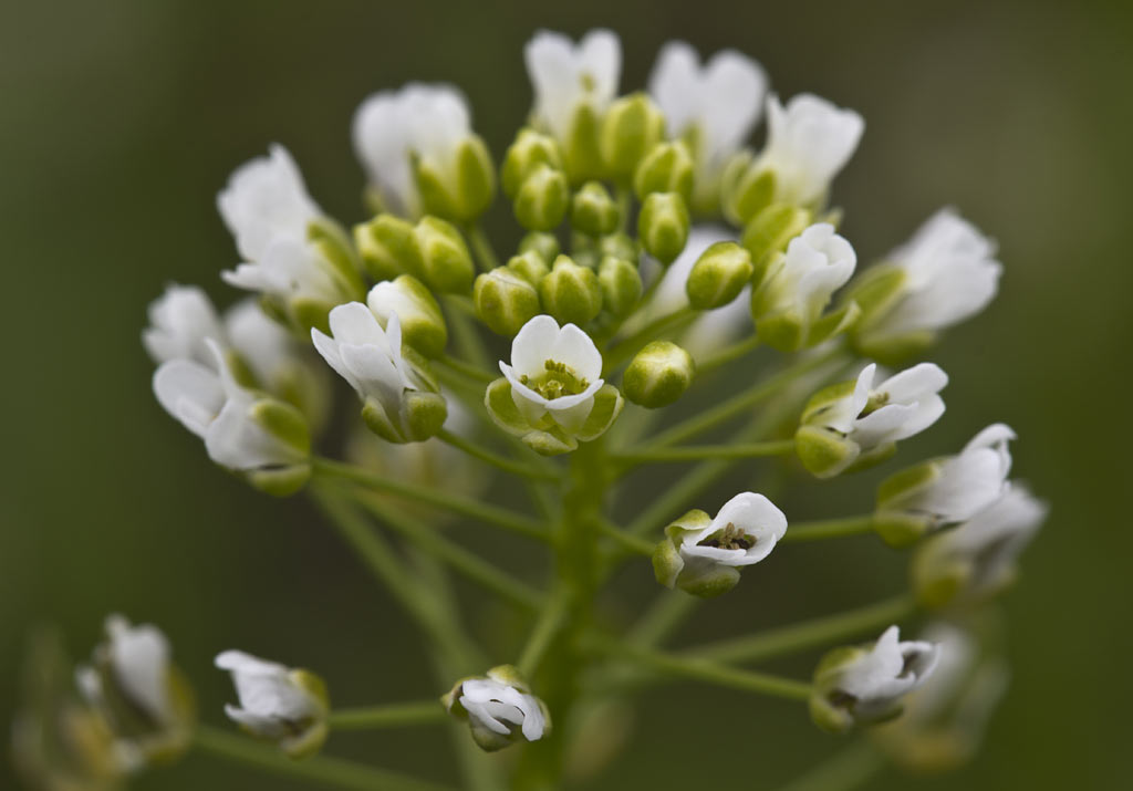 Image of Thlaspi arvense specimen.