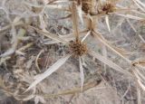 Eryngium campestre