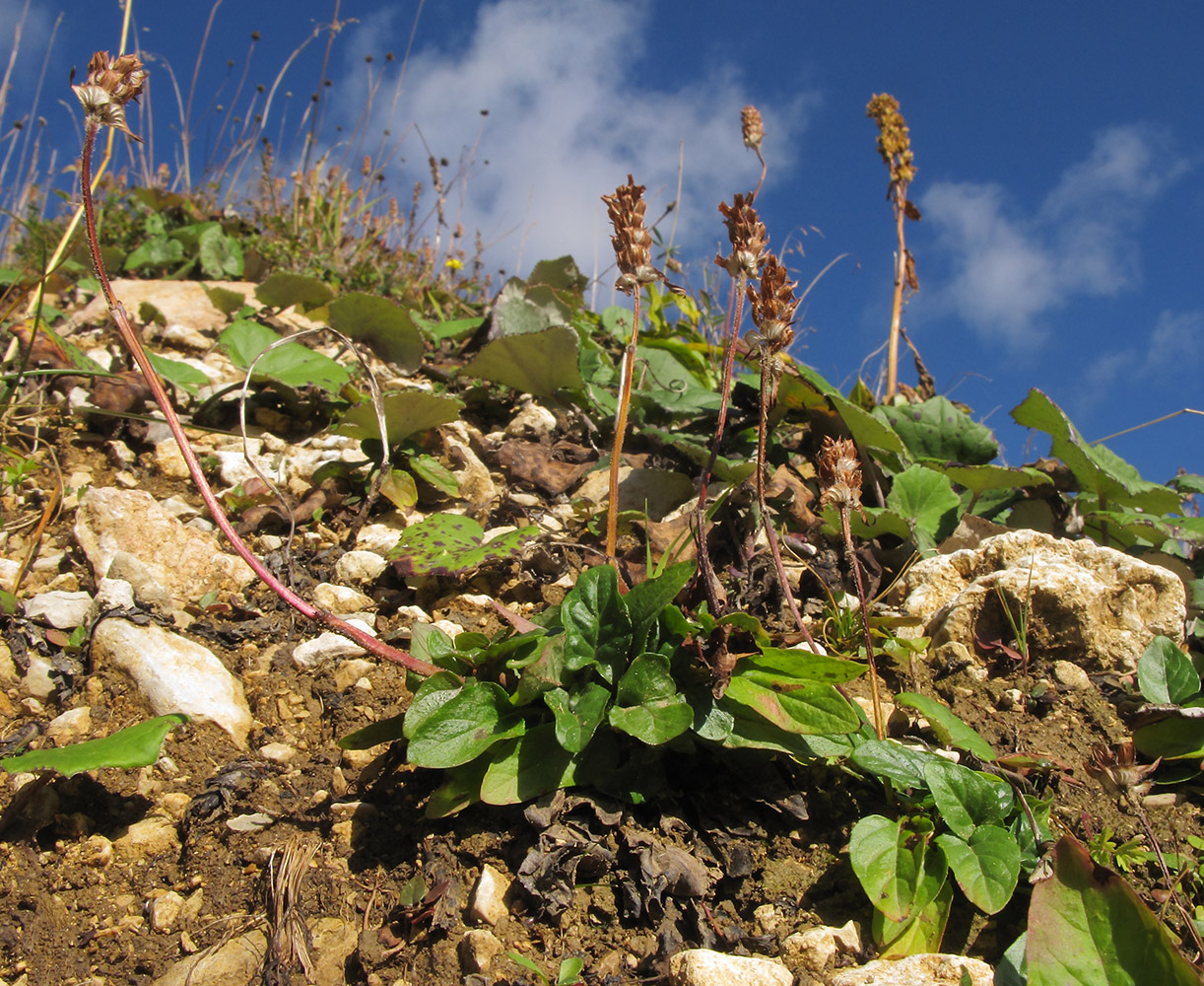 Image of Prunella grandiflora specimen.