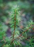 Juniperus communis. Верхушка веточки. Пермский край, Оханский р-н, Кунчурихинский бор, сосновый лес. 03.09.2016.