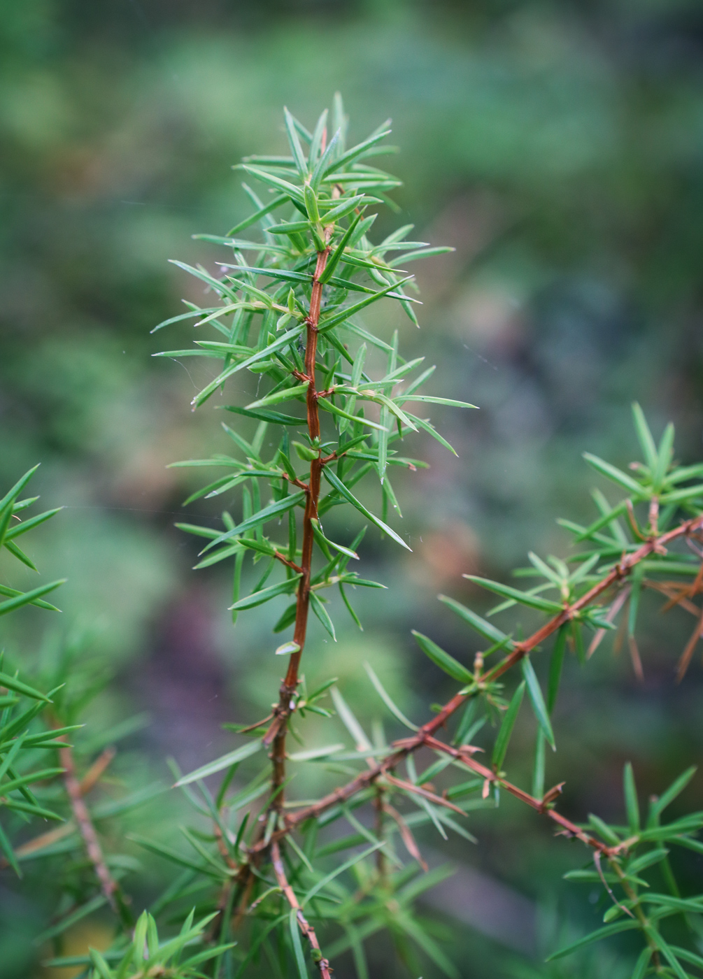 Image of Juniperus communis specimen.