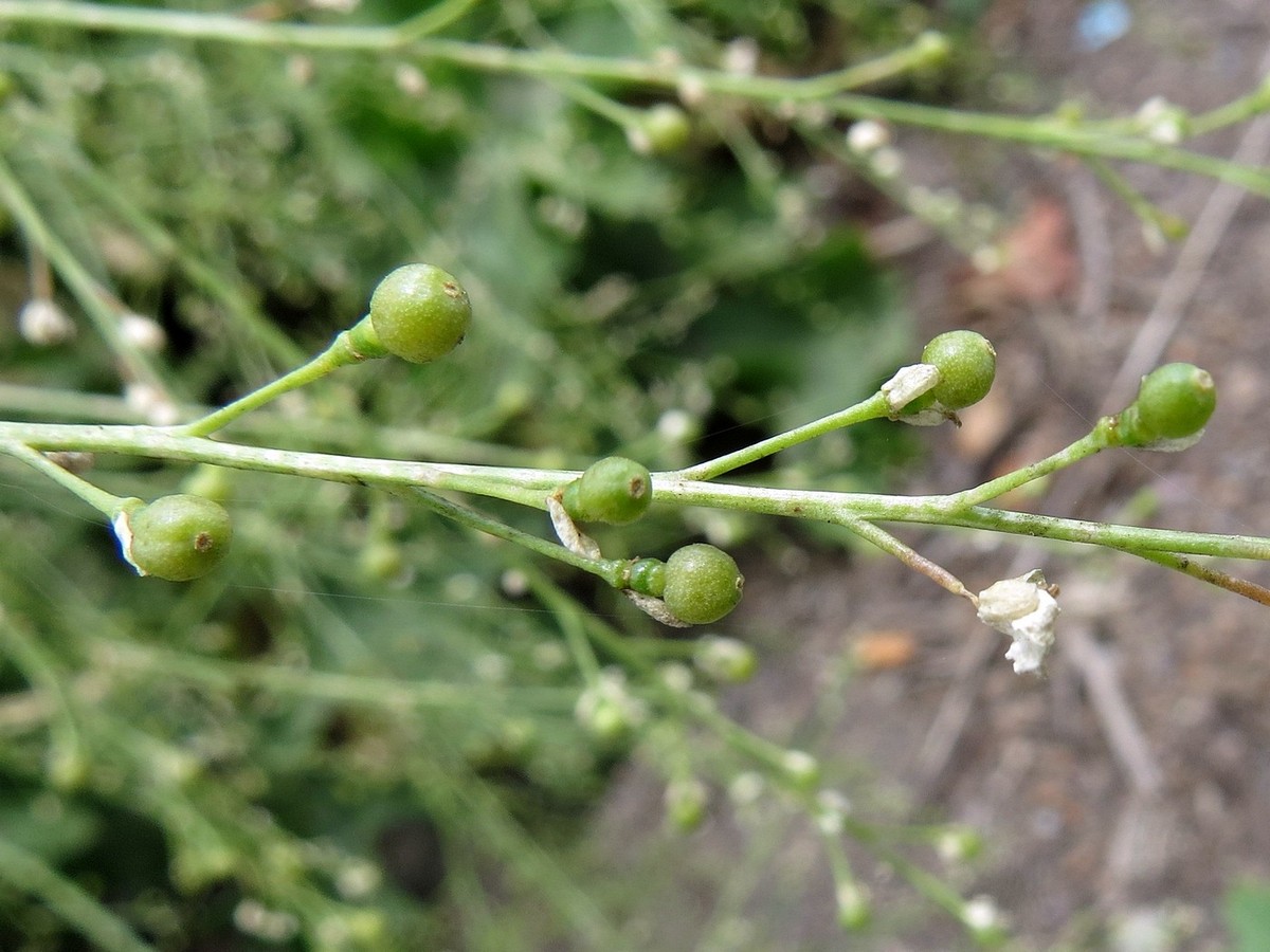 Image of Crambe orientalis specimen.