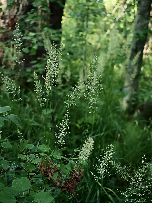 Image of Calamagrostis arundinacea specimen.