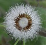 Sonchus oleraceus