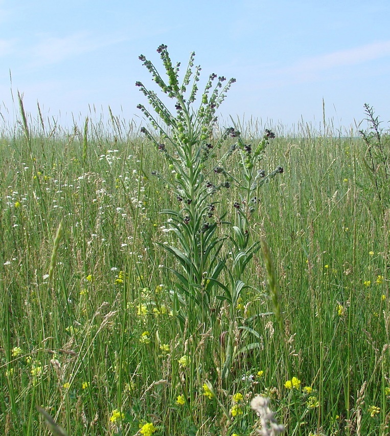 Image of Cynoglossum officinale specimen.