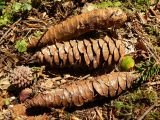 Picea orientalis