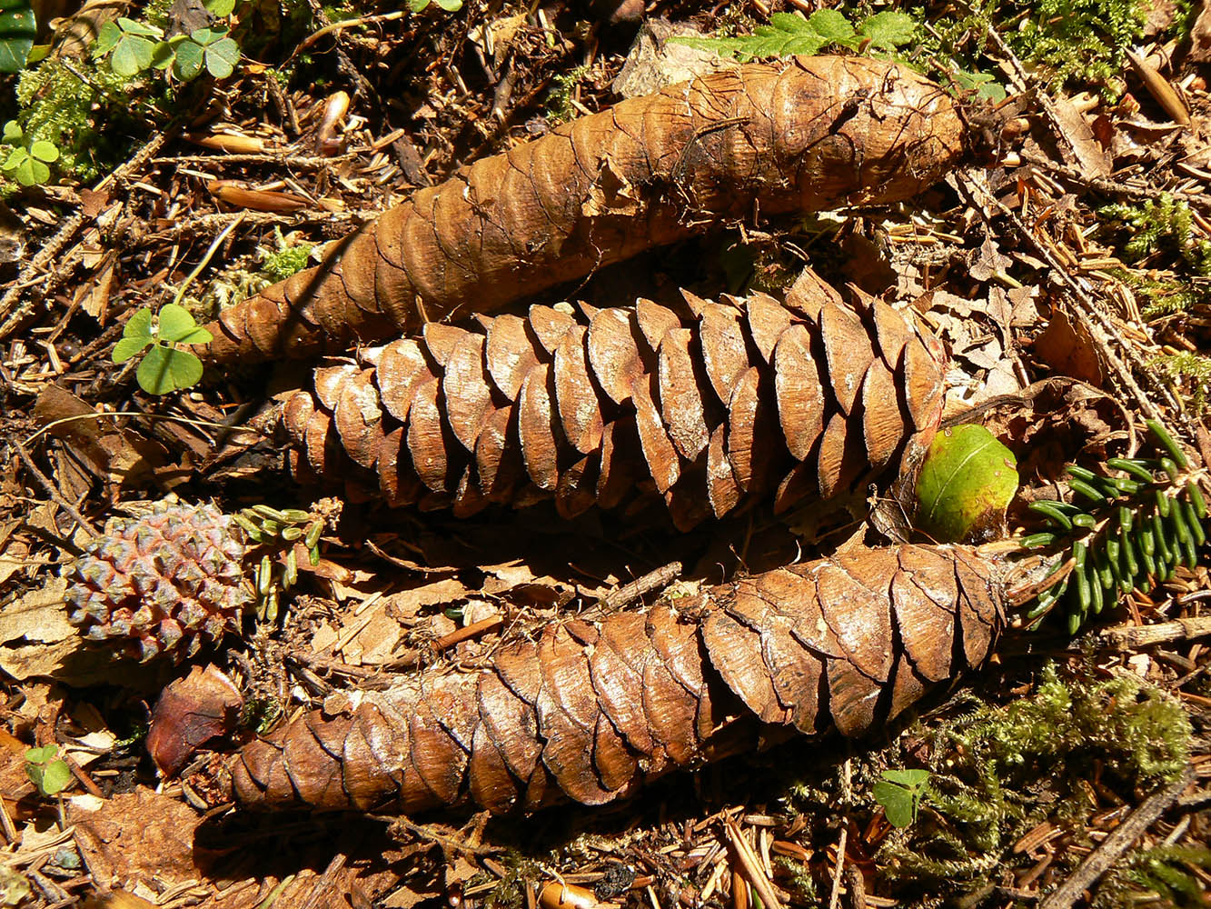 Image of Picea orientalis specimen.