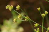 Juncus turczaninowii