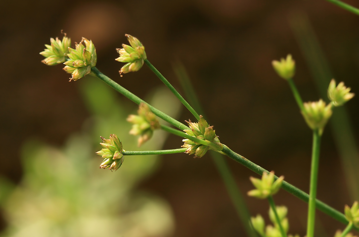 Изображение особи Juncus turczaninowii.